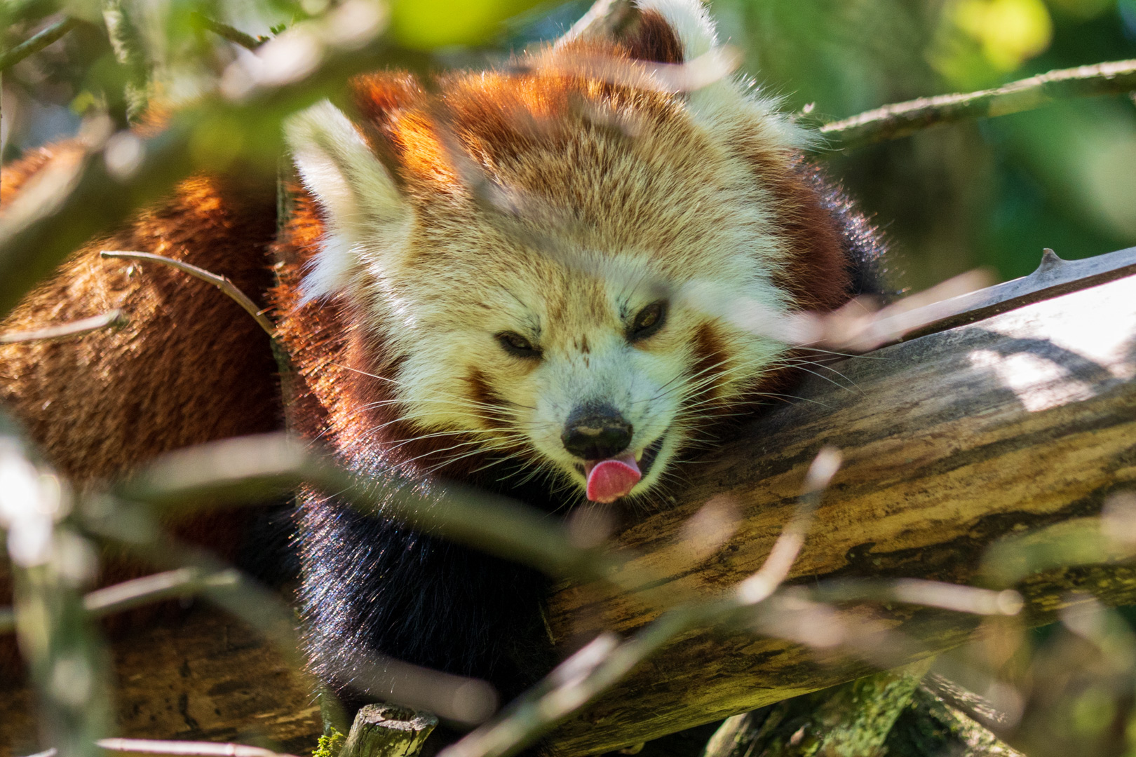 Opelzoo Kleiner Panda