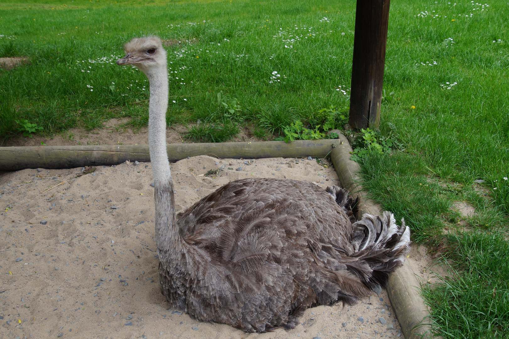 Opelzoo Kronberg im Taunus Bild 2