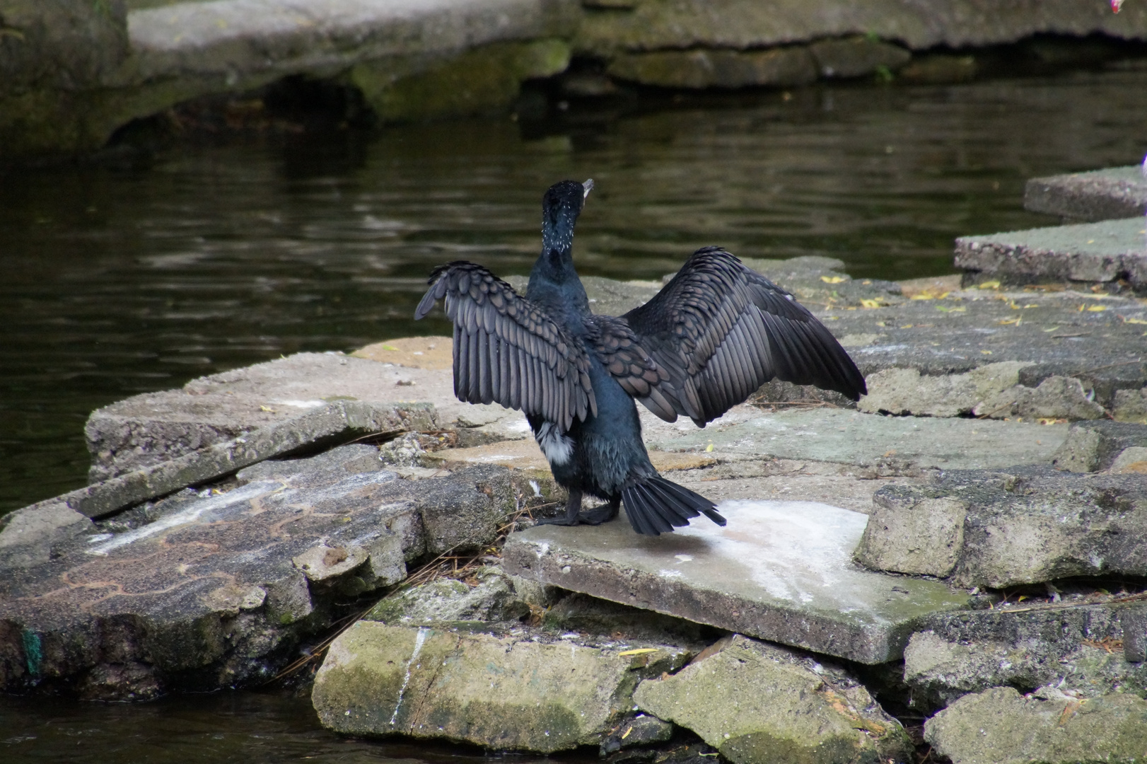 Opelzoo Kronberg im Taunus Bild 4