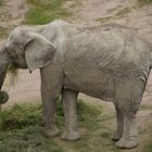 Opelzoo Kronberg im Taunus Bild 6