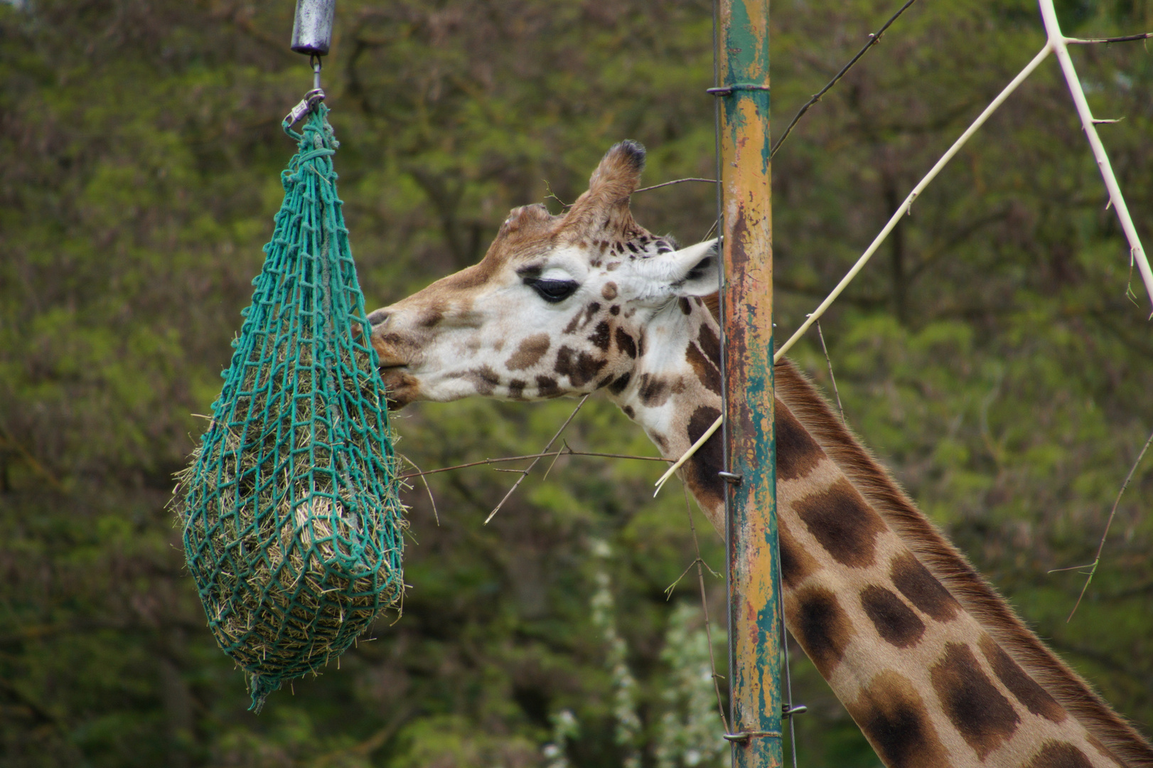 Opelzoo Kronberg im Taunus Bild 7