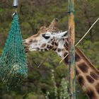 Opelzoo Kronberg im Taunus Bild 7