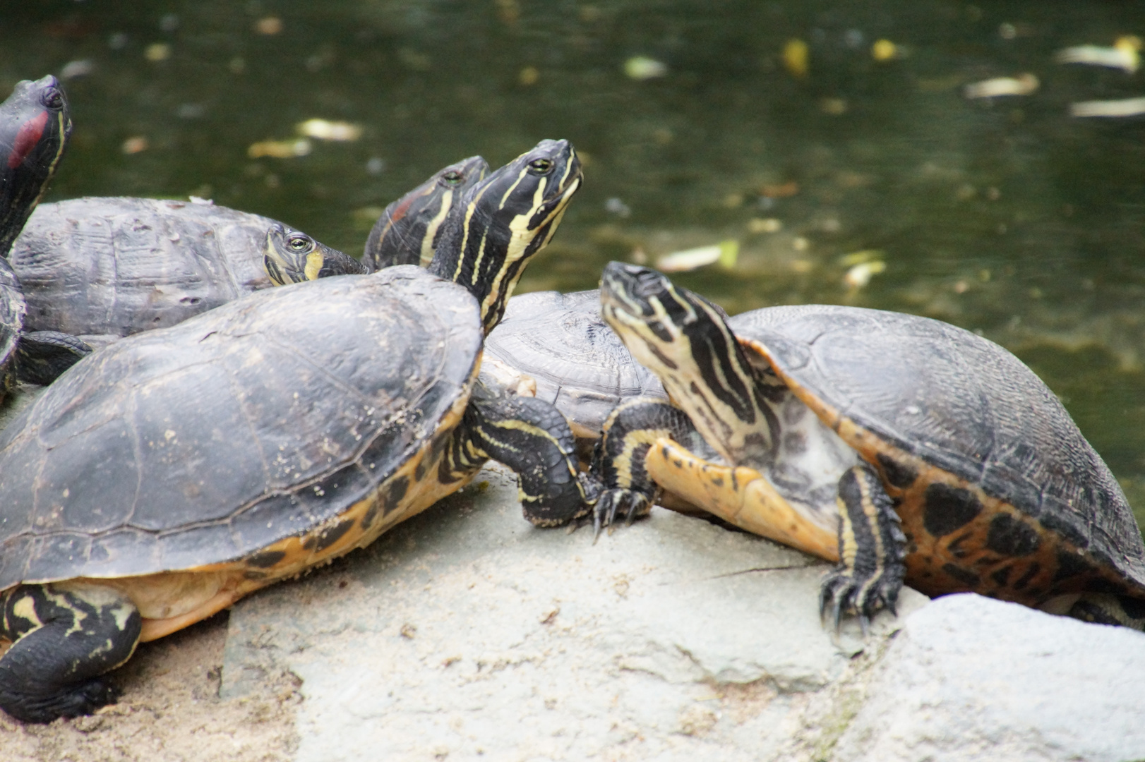 Opelzoo Kronberg im Taunus Bild1