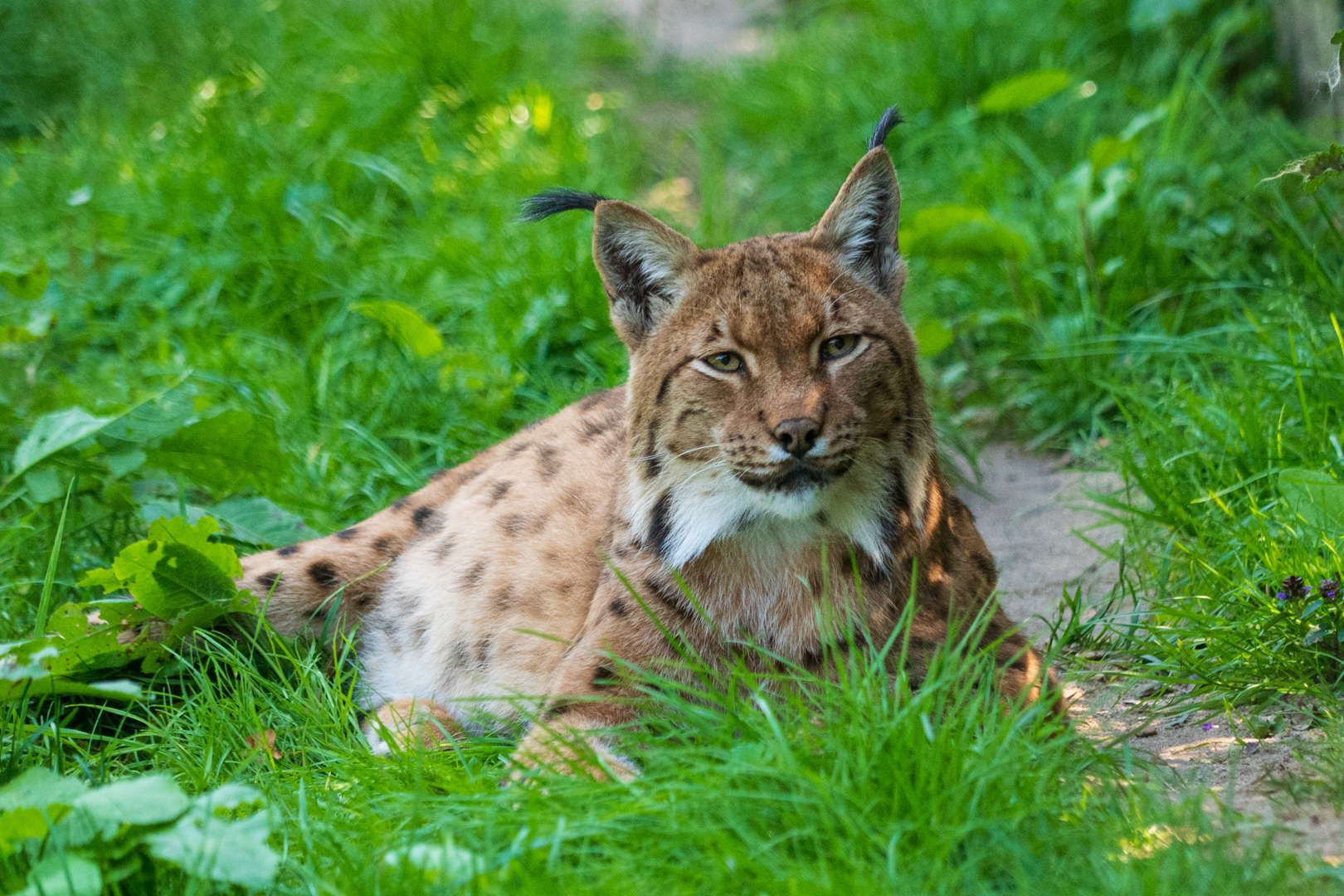 Opelzoo Luchs