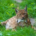 Opelzoo Luchs