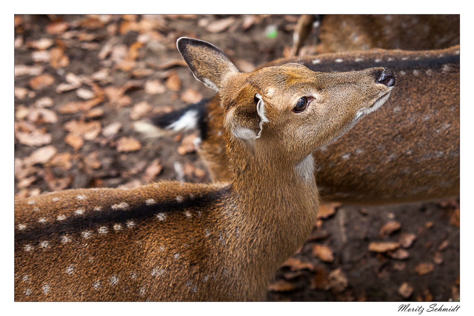 Opelzoo November 2014 (2/7)