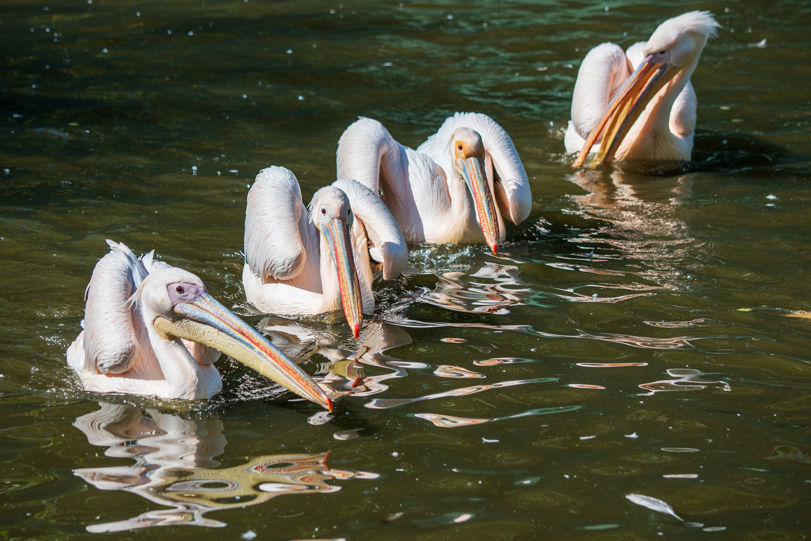 Opelzoo Pelikane