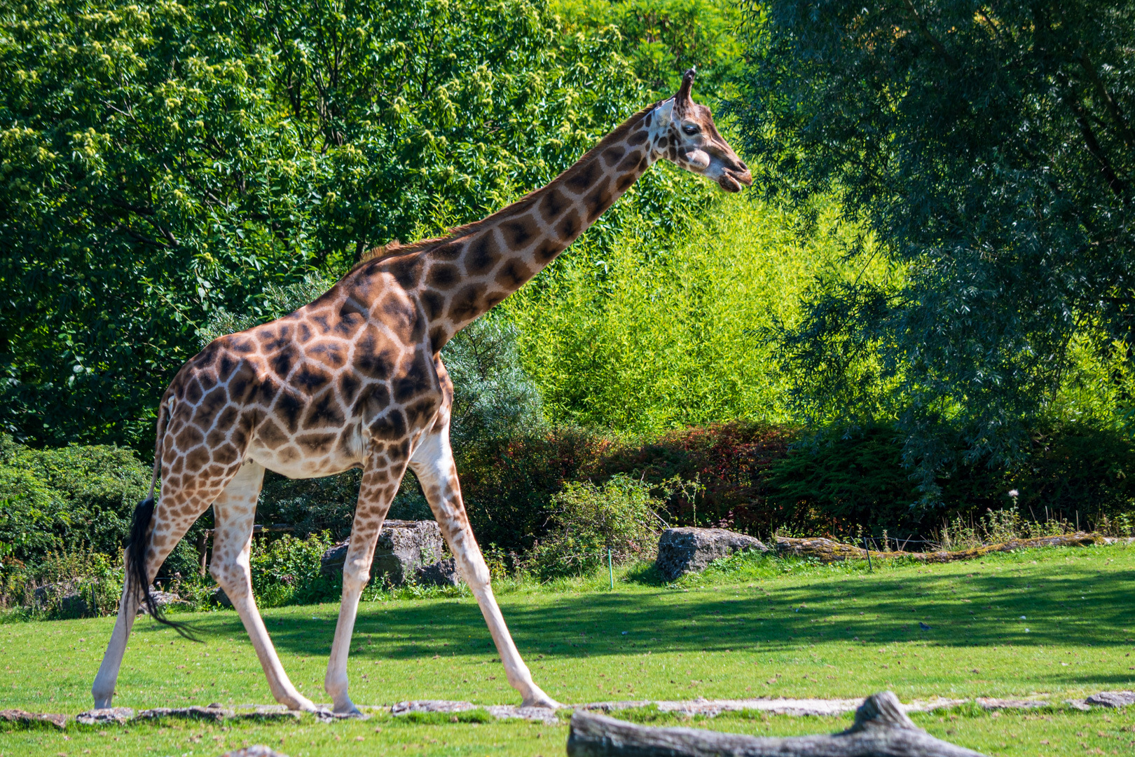 Opelzoo Rothschildgiraffe