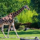 Opelzoo Rothschildgiraffe