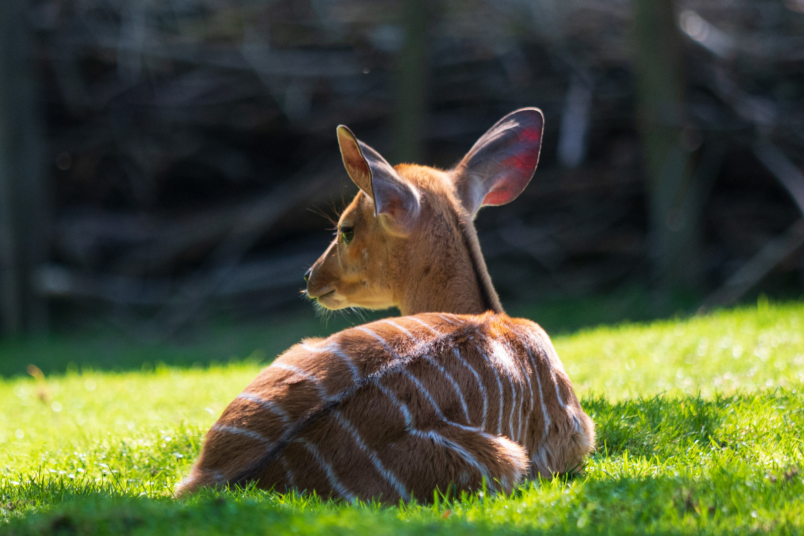 Opelzoo Tiefland-Nyala 1