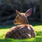 Opelzoo Tiefland-Nyala 1