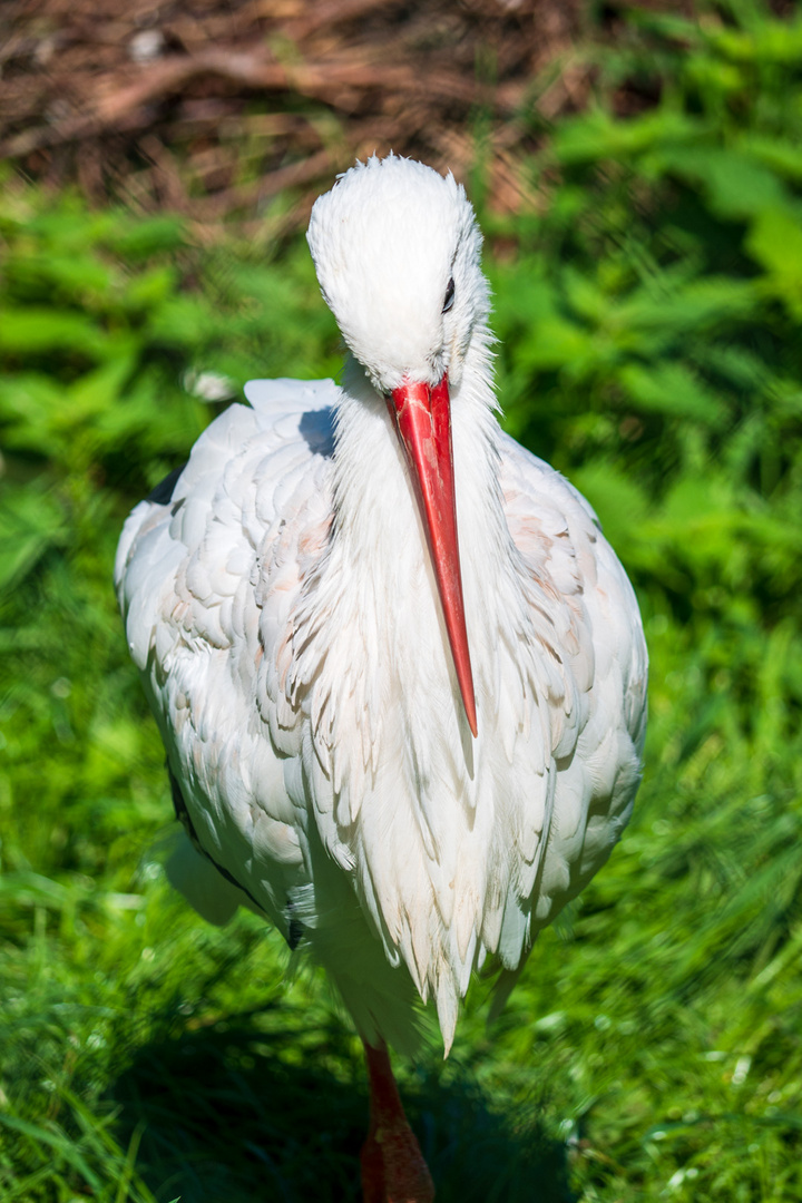 Opelzoo Weißstorch