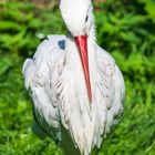 Opelzoo Weißstorch