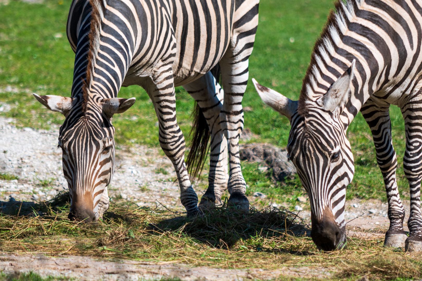 Opelzoo Zebra