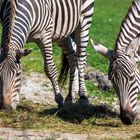 Opelzoo Zebra