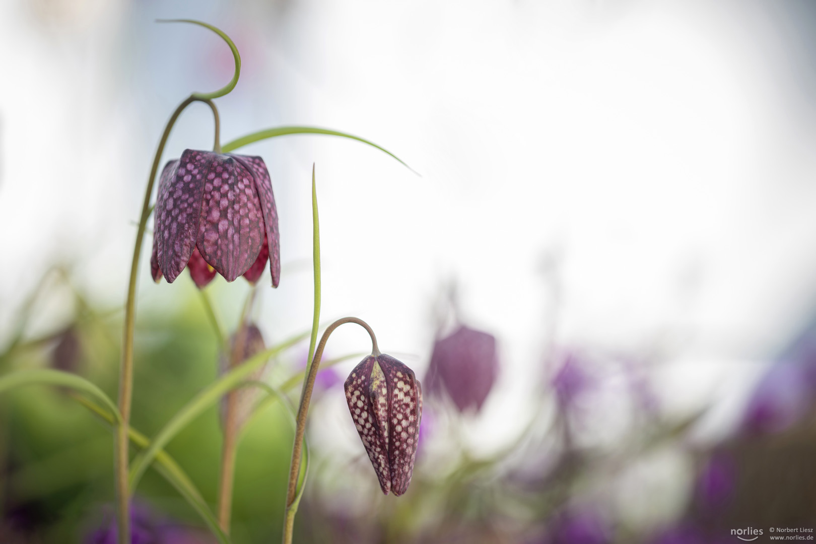 open and closed fritillaria meleagris