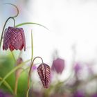 open and closed fritillaria meleagris