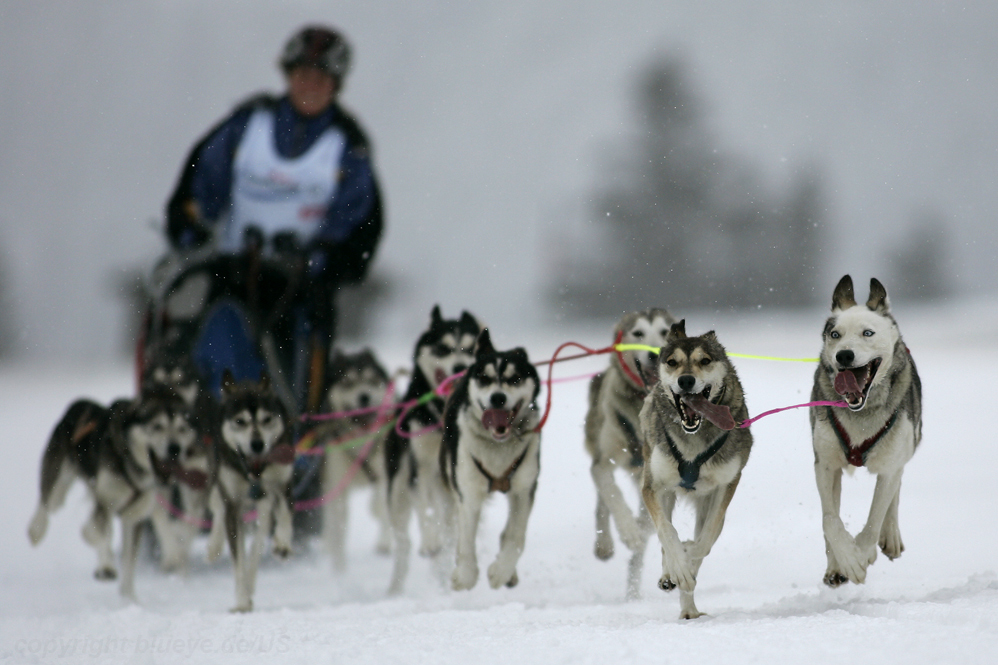 open dog team reinrassig