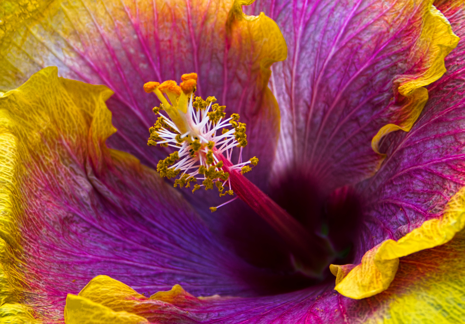 Open Hibiscus