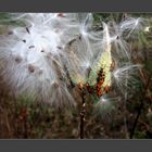 open milkweed