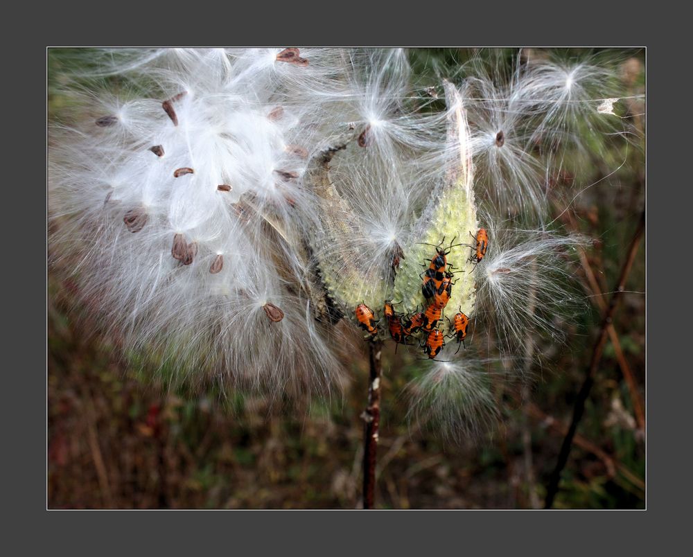 open milkweed