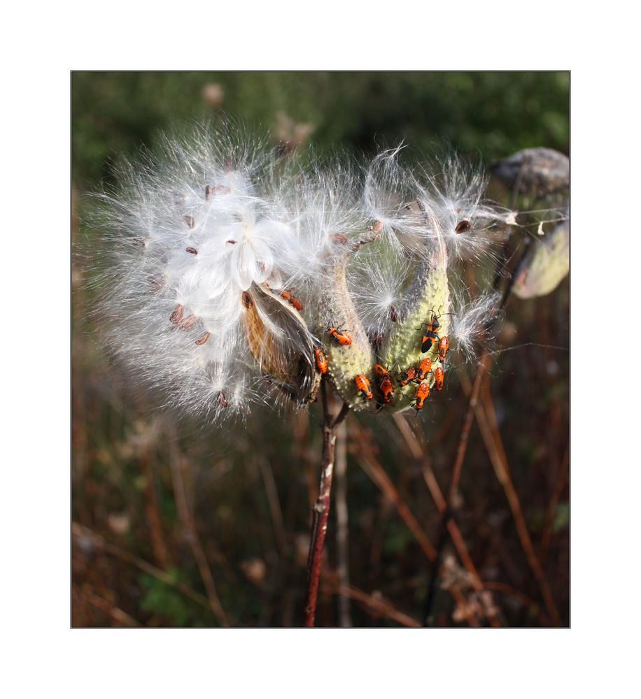 open Milkweed pods