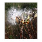 open Milkweed pods