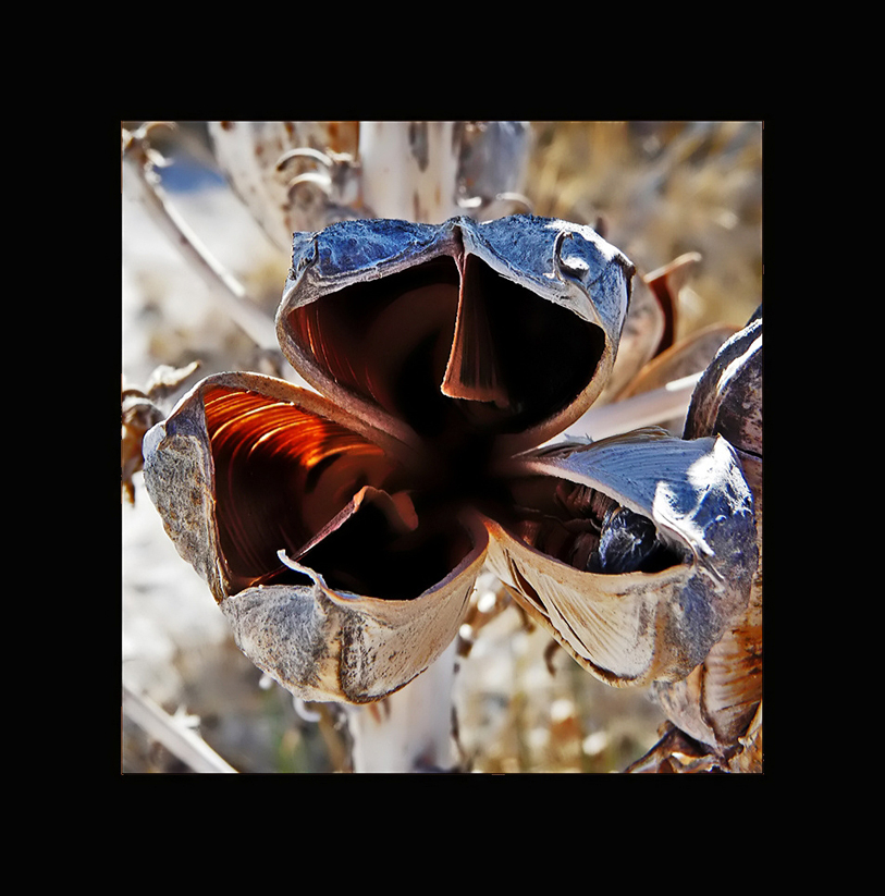 Open Seed Pod