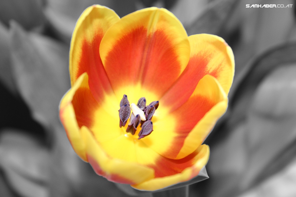 Open Tulip