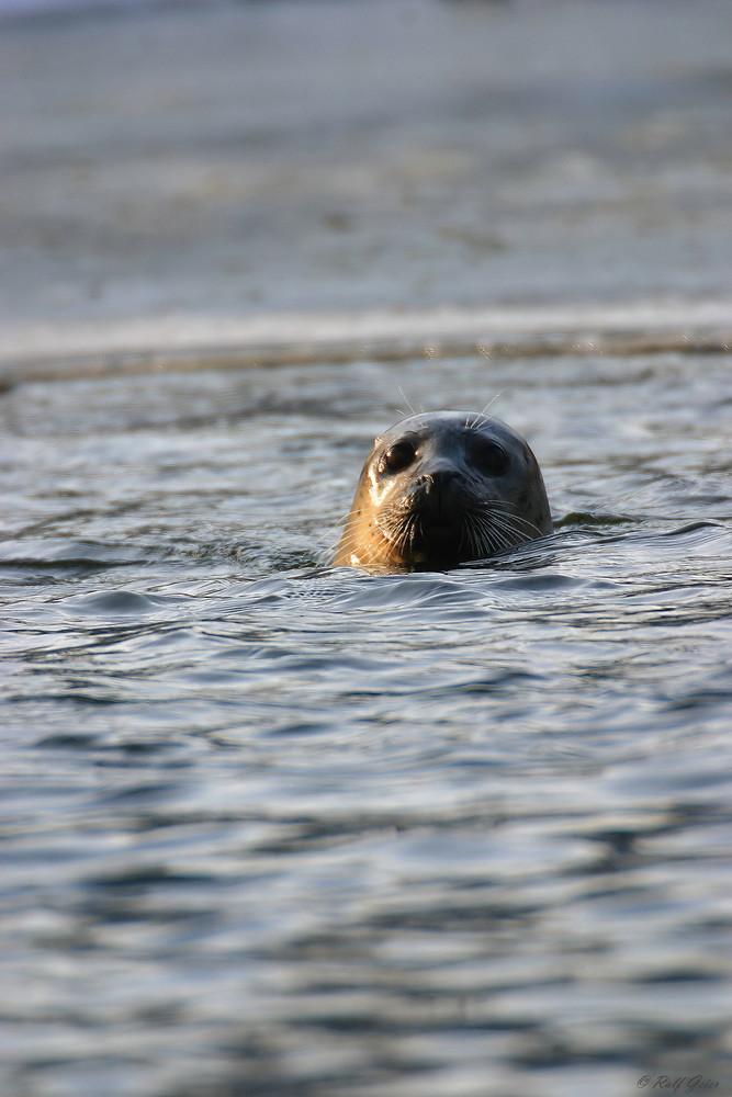 Open Water