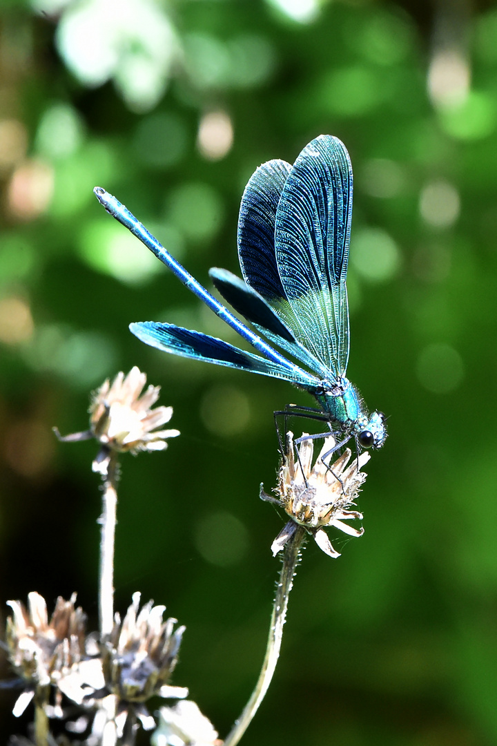 Open wings