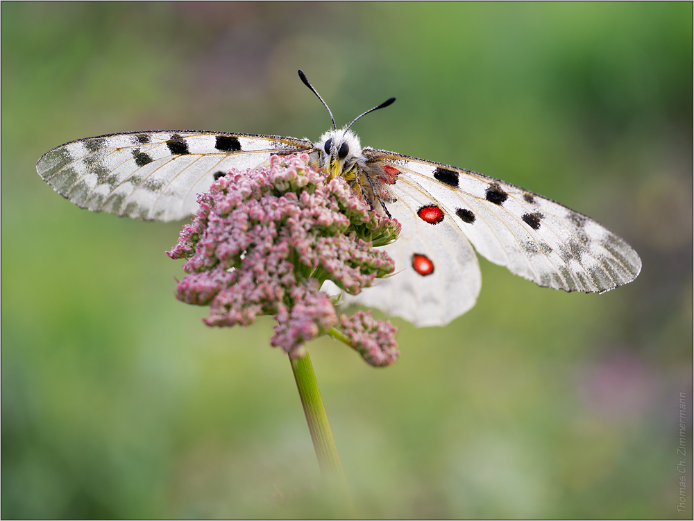 open wings ...2