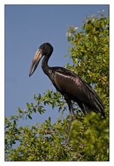 Openbilled Stork #1