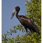 Openbilled Stork #1