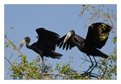 Openbilled Stork #2