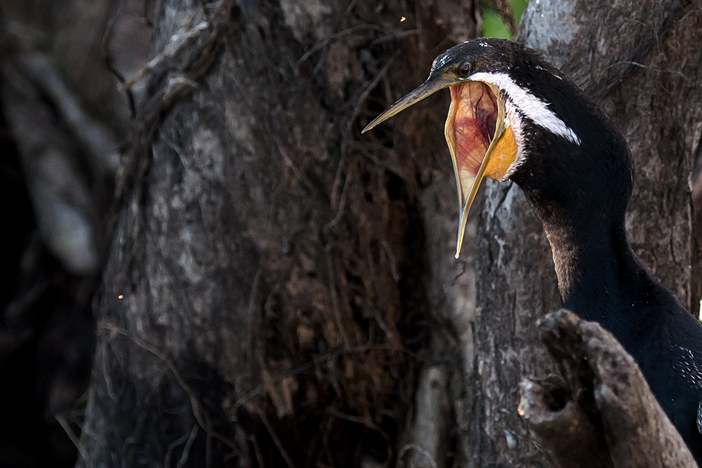 open.cormorant