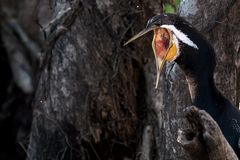 open.cormorant