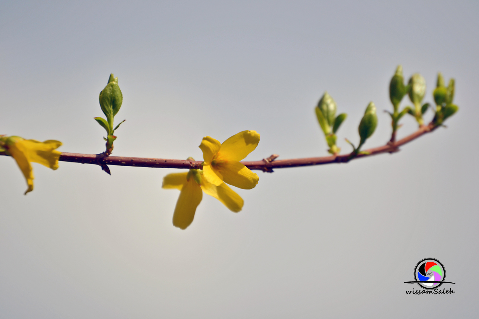 opening nature flower