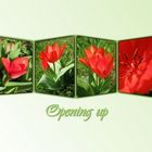 Opening up