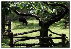 Openluchtmuseum Arnhem 4