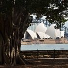 Oper und Harbour Bridge