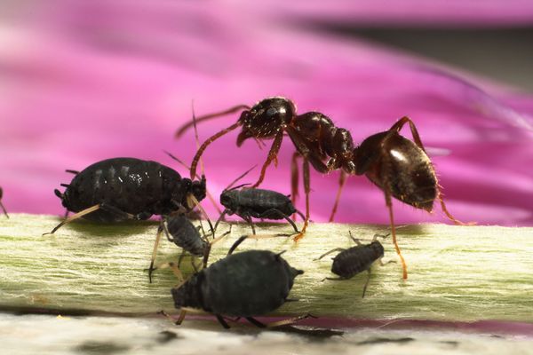 operación invertido.