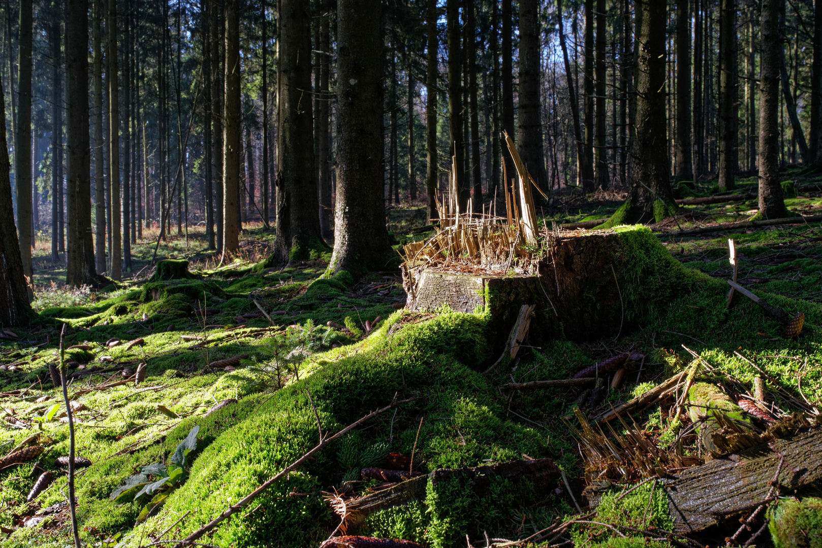 Opfer der Käfer