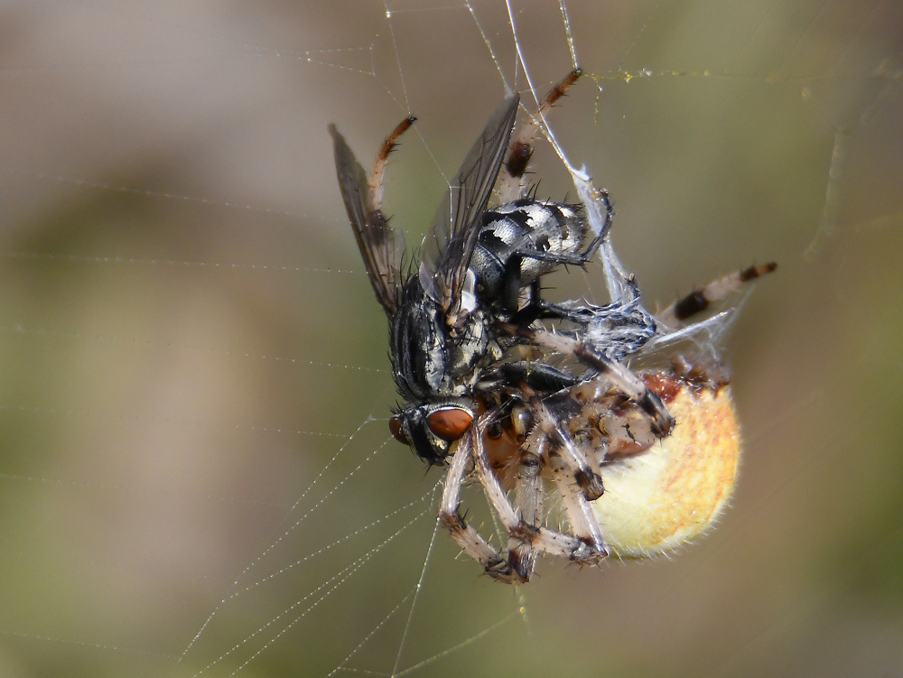 Opfer der  Krabbenspinne 