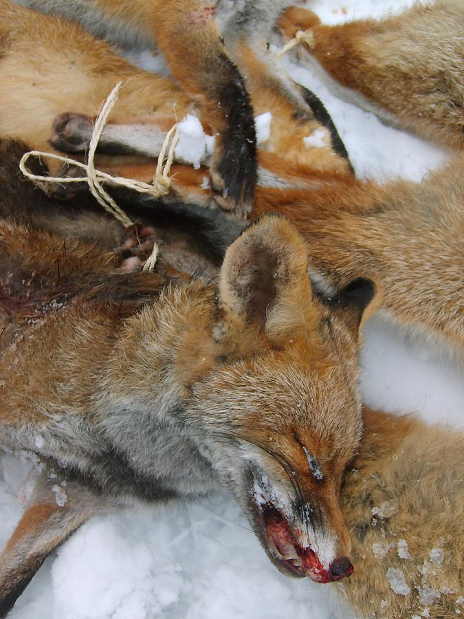Opfer einer Fuchswoche 2