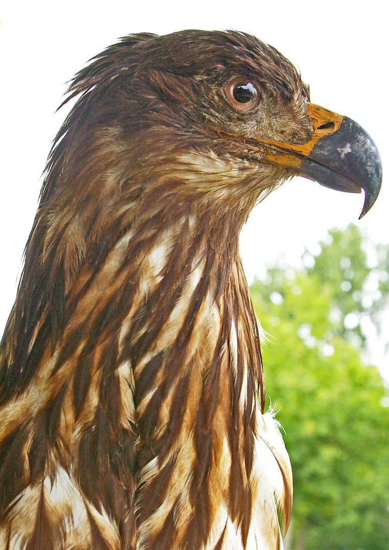 Opfer einer Windenergieanlage....... Seeadler