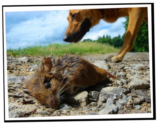 >>>{{{ opfer - täter ?