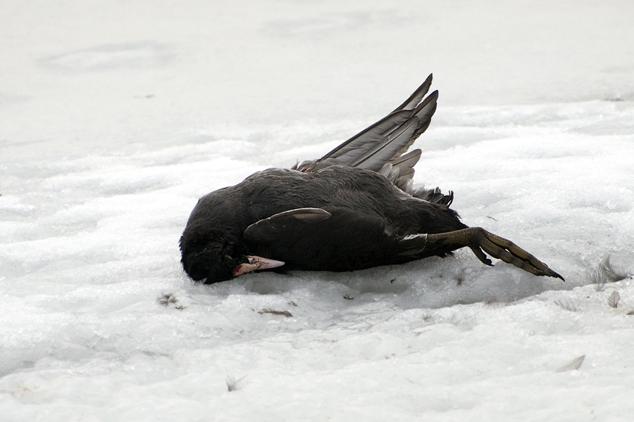 Opfer von... Foto & Bild tiere, wildlife, wild lebende vögel Bilder