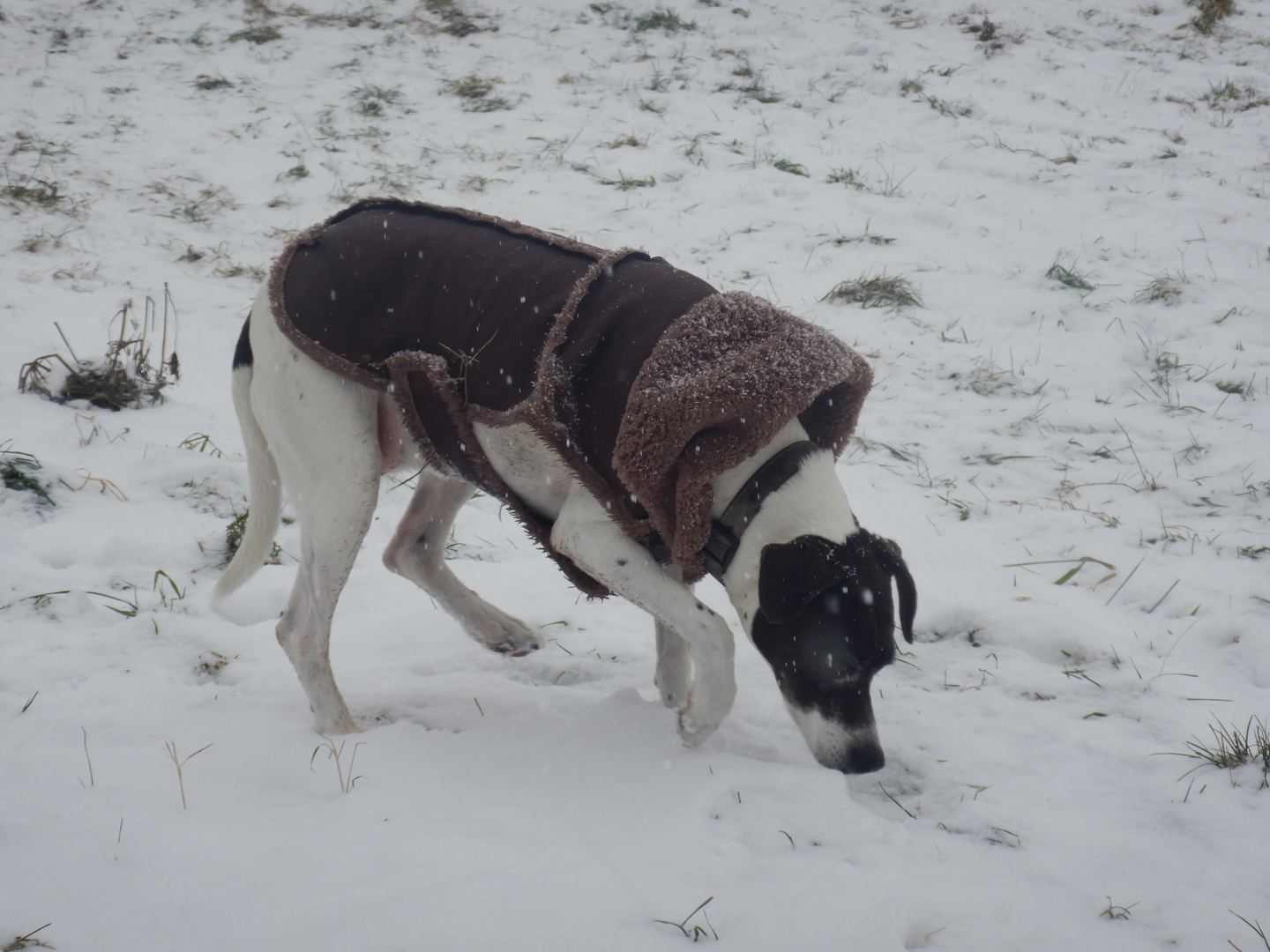 Ophelia im Schnee