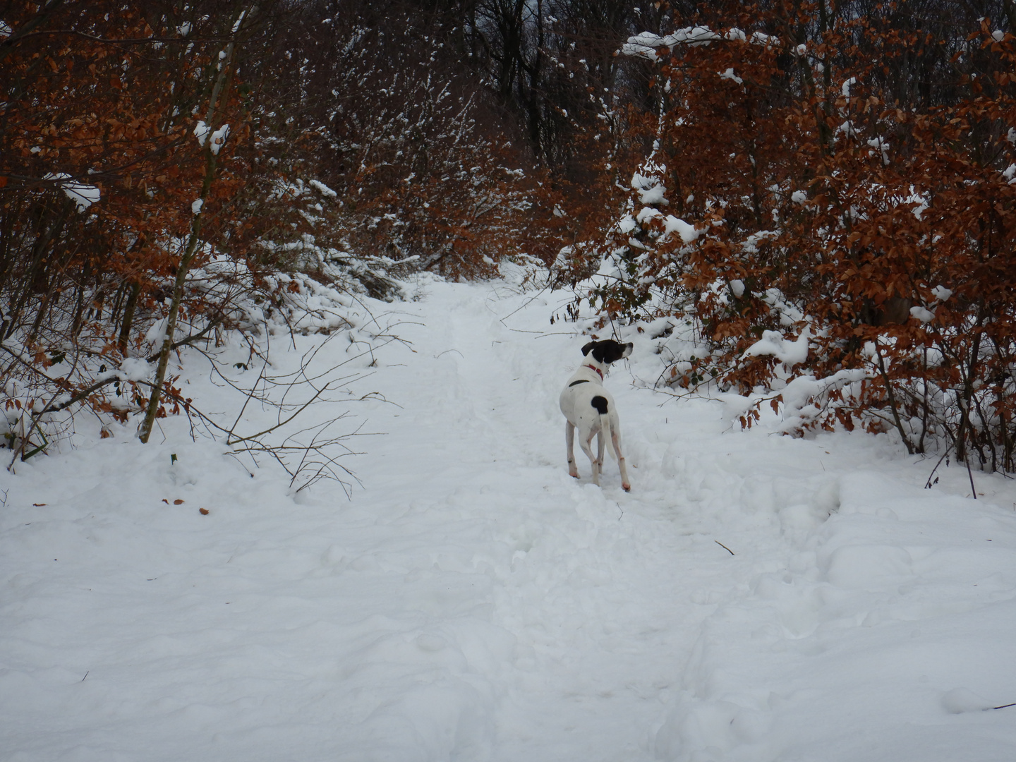 Ophelia im Schnee